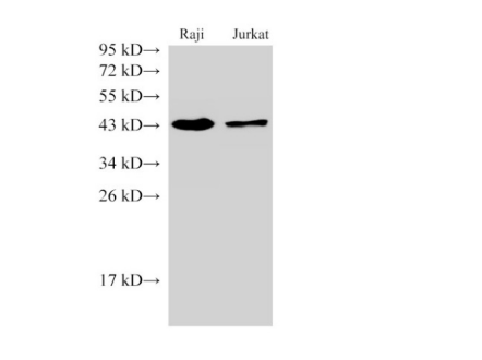 CD38 Polyclonal Antibody