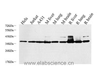 LDHA Polyclonal Antibody